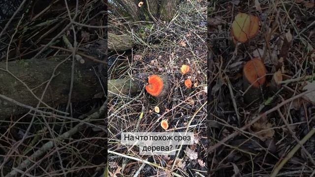 Сторис232/На что похож срез дерева?/Природа смотреть онлайн