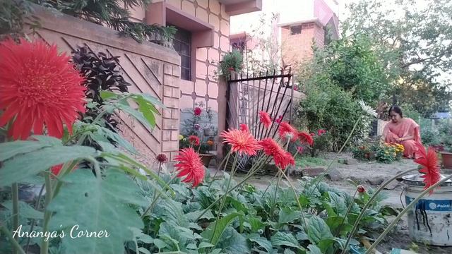 Gerbera care tips | gerbera plant care | how to care gerbera | gerbera daisies смотреть онлайн