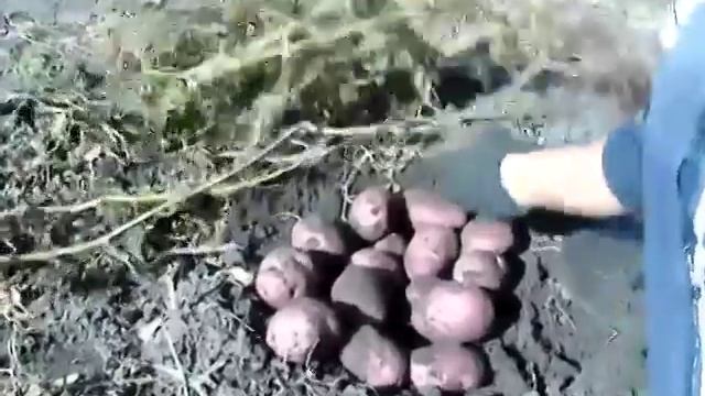 Картофель Уника/Potatoes Are Unique смотреть онлайн