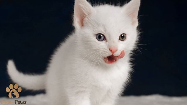 A Girl Bought a Kitten From An Ad and Had No Idea What It Would Become in a Couple of Years смотреть онлайн