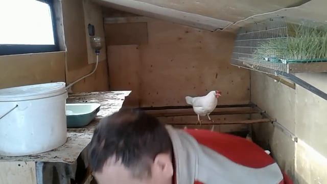 Проращиваем зерно для кур прямо в курятнике смотреть онлайн