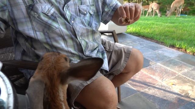 Dinner With Bambi The Whitetail Deer Fawn (day 31)