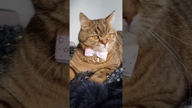 бантики для котиков смотреть онлайн