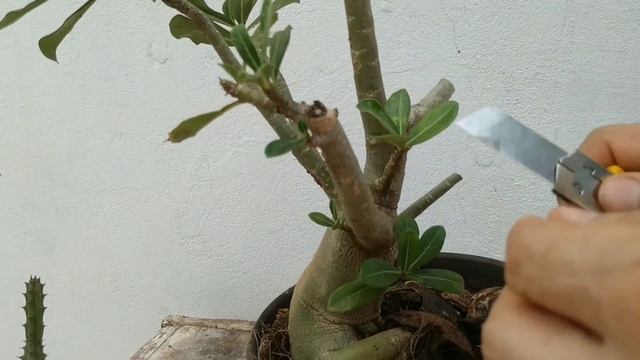 Como podar Rosa do Deserto e fazer mudas aproveitando os galhos da Poda смотреть онлайн