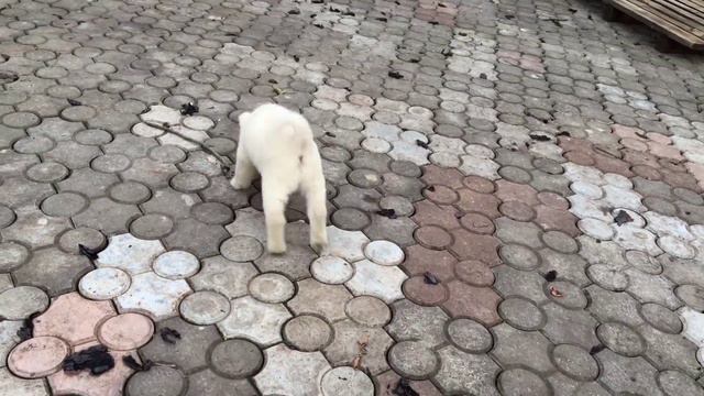 Щенок Западно Сибирьской Лайки