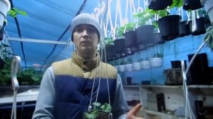 Как Делать Прищипку Королевской Пеларгонии (Герани).  Видео Урок.