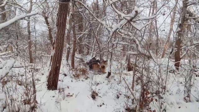 Охота с лайкой на кабана. Дон. смотреть онлайн