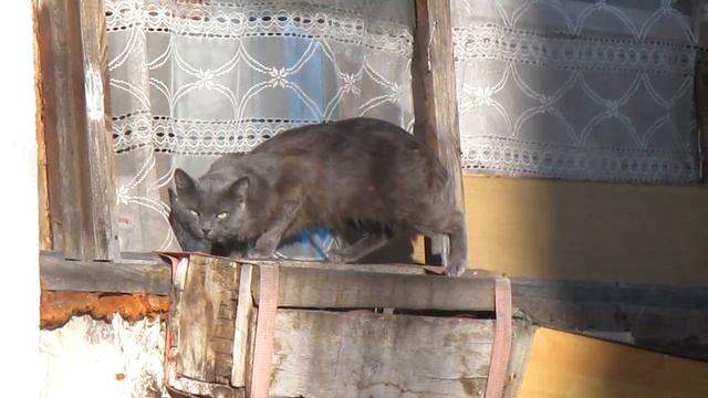 Серый Кот, с которым мы уже знакомы #Серый #Кот #Gray #Cat, with whom we are already familiar смотреть онлайн