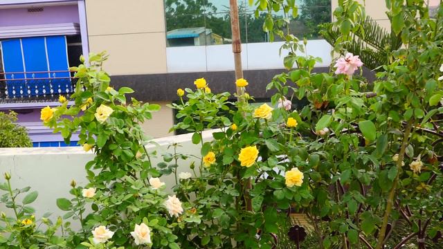 My Terrace Rose Garden(1) смотреть онлайн