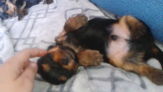 Сладкий сон йорк 1 месяц смотреть онлайн