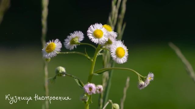 9 июня Федорин День. Что нельзя делать 9 июня. Народные традиции и приметы. смотреть онлайн