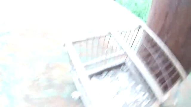 Самодельная ловушка для птиц . ПТИЦЕЛОВКА. смотреть онлайн