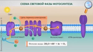 Биология 10 класс (Урок№6 - Обмен веществ: фотосинтез и биологическое окисление.)