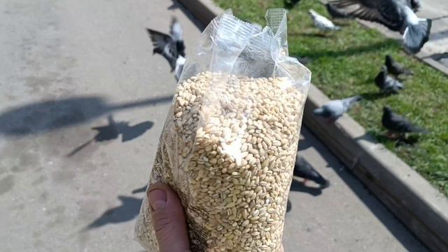 НЕНАСЫТНЫЕ ГОЛУБКИ.mp4 смотреть онлайн