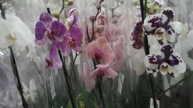 ОРХИДЕИ Леруа Мерлен ул. Руставели Санкт - Петербург 15 августа 2022 смотреть онлайн
