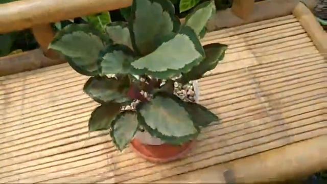 Tanaman Calathea Corona смотреть онлайн