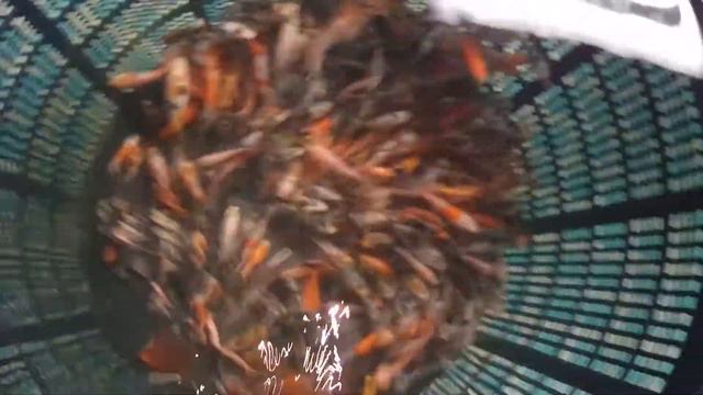 Кои.1-я селекция. смотреть онлайн