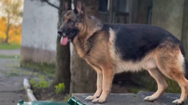 Як знімає камера Apple IPhone 14 Pro Max ?