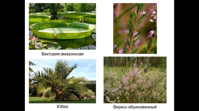 Тема 8 УЗ 7 Внешнее строение листа смотреть онлайн