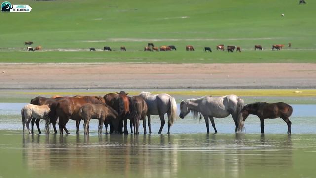 Animal 4K - Scenic Wildlife Film With Calming Music - 4K Video Ultra HD