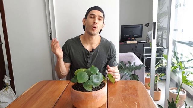 How To Care For Peperomia Polybotrya (Raindrop Peperomia)