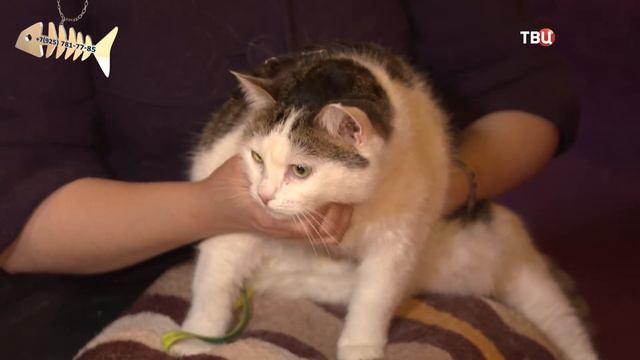 Ленивый дачник: истории и советы для дачи