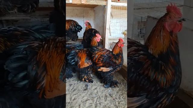 Кохинхин золото петухи смотреть онлайн