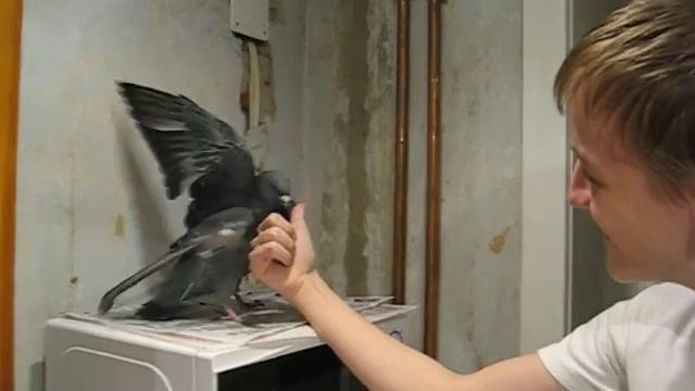 Аццкий голубь ест человека!!!! смотреть онлайн