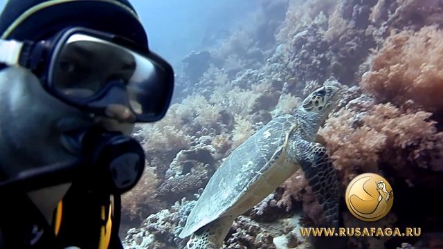 Черепаха на Панораме. Красное море, Сафага. Turtle on Panorama reef. Safaga смотреть онлайн