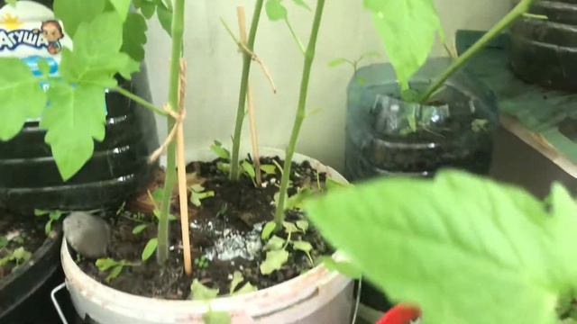 Море бутонов. Завязь только начинается смотреть онлайн