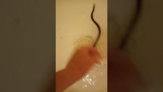 домашний уж обыкновенный плавает смотреть онлайн