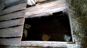 Ямное содержание кроликов, устройство, обзор и как сделал яму.