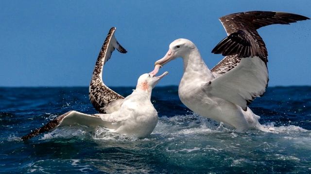 Альбатрос - интересные факты смотреть онлайн