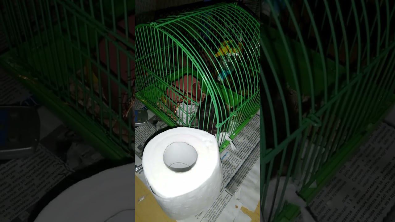 Хомяк и бумага смотреть онлайн