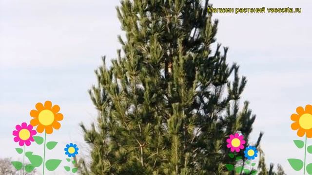 Сосна мягкая Вандерволфс Пирамид. Краткий обзор, описание pinus flexilis Vanderwolf's Pyramid смотреть онлайн