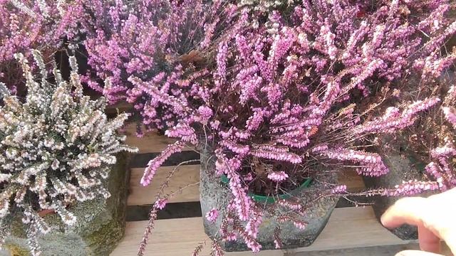 Никаких денег не хватит купить все эти цветочные хотелки/Первая поездка за растениями/ЦЕНЫ КУСАЮТСЯ смотреть онлайн