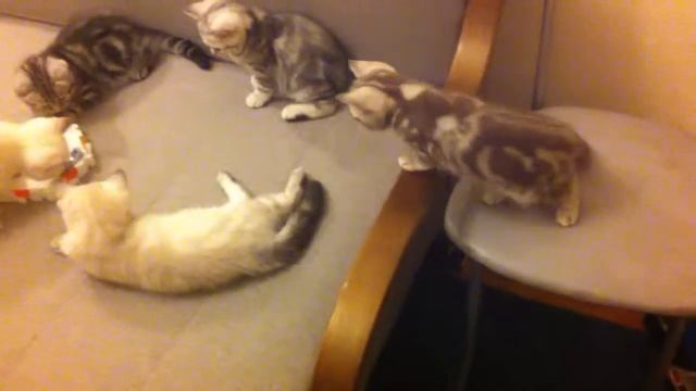 котята и электронный таракан 3 смотреть онлайн