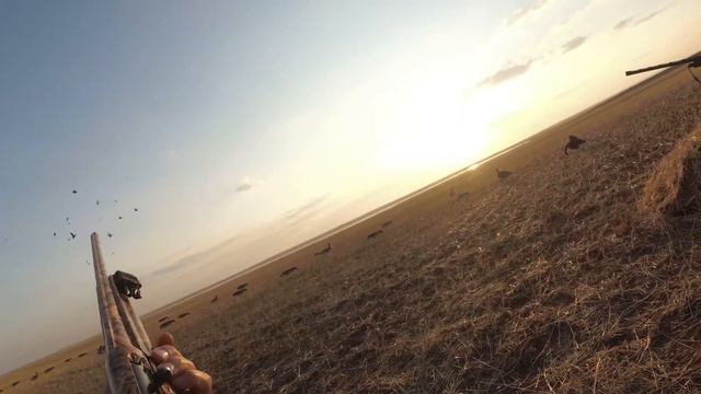 Отличный налет утки в поле. 2020г. Охота в Казахстане с духовыми манками. смотреть онлайн