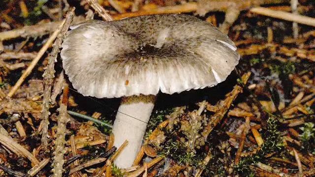 Hygrophorus pustulatus смотреть онлайн