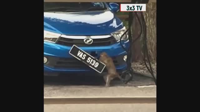 Лучшие приколы с животными 2024 смотреть онлайн