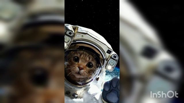 crazy cat wallpaper смотреть онлайн