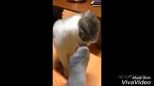 Новое интро! смотреть онлайн