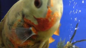 Агрессивная рыба Астронотус