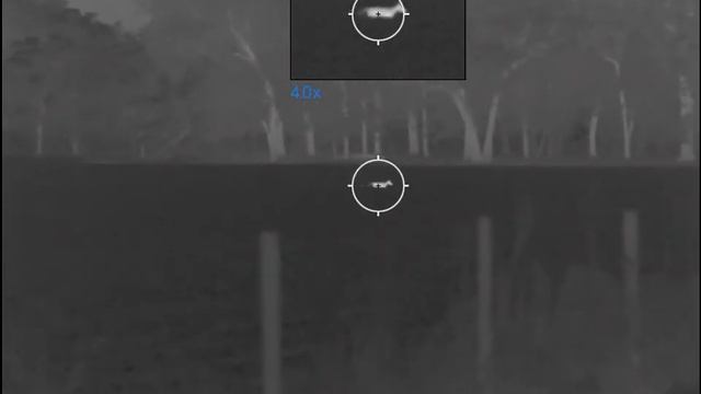 Thermal coyote смотреть онлайн