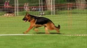 Движения немецких овчарок