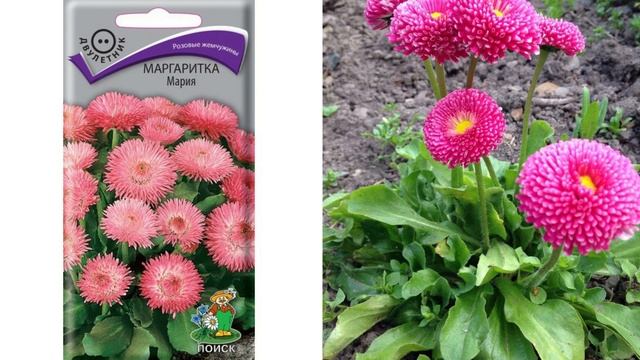 Что посеять в марте. Посадите эти цветы, они украсят любой сад смотреть онлайн