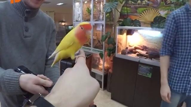 Рассказ про попугаев неразлучников, содержание смотреть онлайн