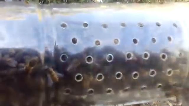 изоляция матки в нуклеусе Джинн смотреть онлайн