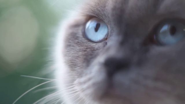 5D Mark 3 + гелиос 44- Макро. (Британская кошка) смотреть онлайн