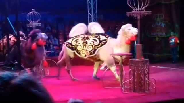 Самый лучший Цирк Корона смотреть онлайн